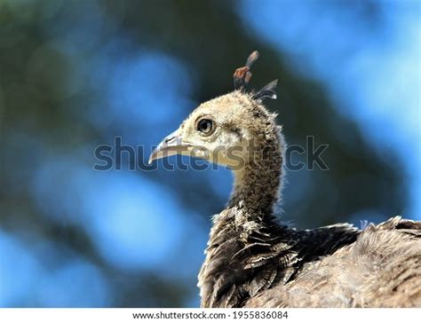 54 Potter Valley California Royalty Free Images Stock Photos