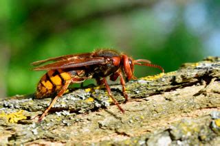 Укус шершня: чем опасен, первая помощь, лечение, последствия, фото, видео