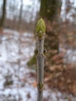 Érable sycomore Acer pseudoplatanus taille bouturage entretien