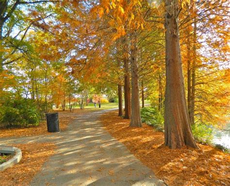 Four Best Spots to See Fall Leaves in Piedmont Park