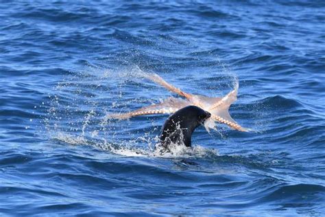 Akaroa Scenic Coastline Wildlife Cruise Getyourguide