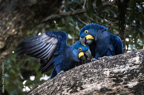 Hyacinth Macaw Anodorhynchus Hyacinthinus Lives In The Biomes Of The