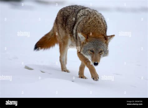Coyote Canis Latrans Stock Photo Alamy
