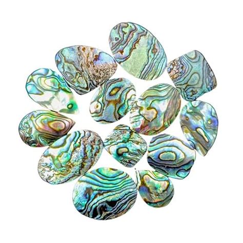 Amazon Sgm Shop Cts To Pcs Natural Abalone Shell