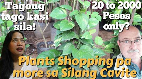 RARE PERO MURANG HALAMAN SA SILANG CAVITE INDOOR PLANT PHILODENDRON