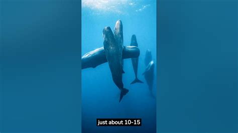 Incredible Footage Rare Glimpse Of Sperm Whales In Vertical Sleep Mode Youtube