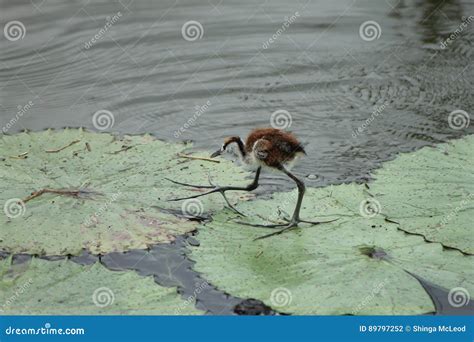 African Jacana Bird Stock Photo Image Of Flying Wild 89797252