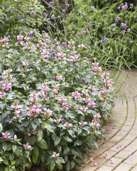 Chelone Lyonii Hot Lips Stonehouse Nursery