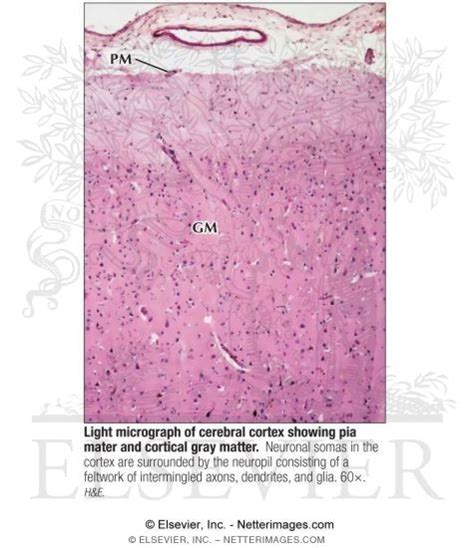 Light Micrograph of Cerebral Cortex Showing Pia Mater and Cortical Gray ...