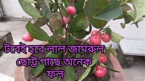 লাল জামরুল গাছের রোপন ও পরিচর্যা এবং সার প্রয়োগ 🪴🪴 Youtube