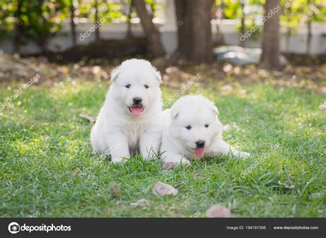 All white baby husky | Two White Siberian Husky Puppies Sitting Grass ...