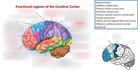 Brain Diagram 1: Functional Regions of Cerebral Cortex (broken, move on ...