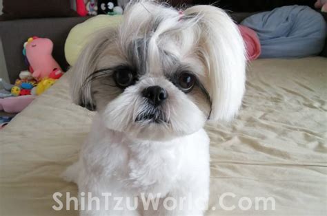 Guide to Top Shih Tzu Hair Cuts and Hair Styles - Shih Tzu World