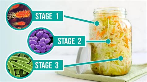 The Process Of Fermentation The 3 Crucial Stages Of Fermenting