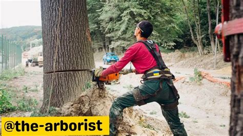 Welcome To The Arborist Channel Dangerous Tree Cutting Fails With