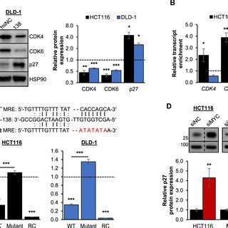 Mir Regulates Myc Target Gene Expression A Western Blot Left