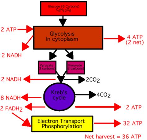 Steps Of Cellular Respiration Diagram Quizlet