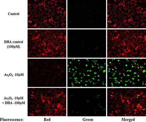 Mitochondrial Membrane Potential By Jc 1 Staining In H9c2