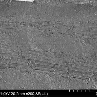 sem picture  sample cross section  scientific diagram