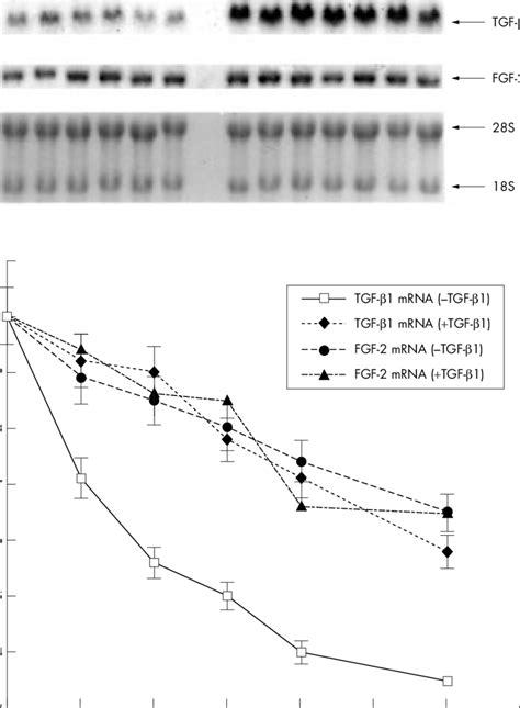 Exogenous transforming growth factor β1 (TGF-β1) enhances the stability ...