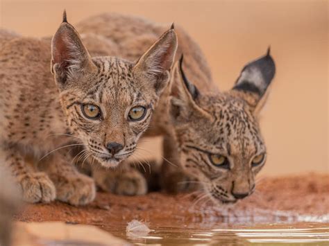 Lince Ib Rico Lynx Pardinus S O S Duas Crias Nascidas Em