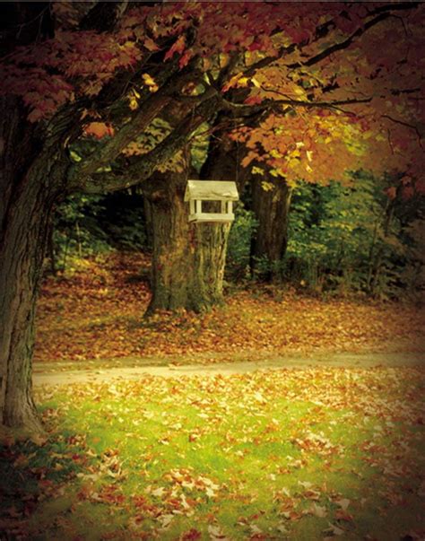 ABPHOTO Polyester Nature Fall Tree Yellow Leaves Photography Backdrops