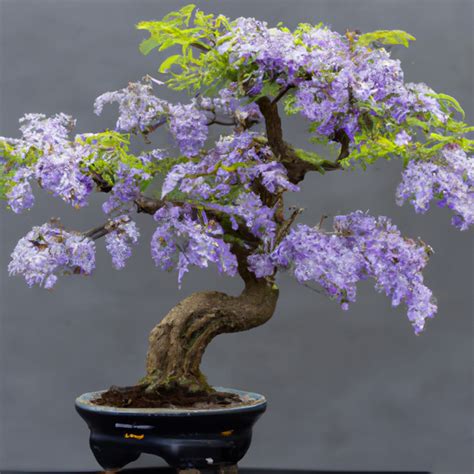 Bonsai Blue Jacaranda Houseplant Seeds Easy Grow Seeds