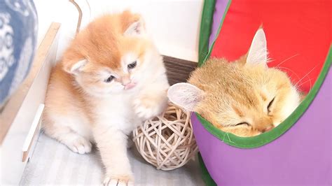 Kitten Lily has a happy and adorable day. - YouTube