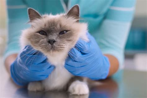 Cat Eye Infection: Symptoms and Treatment Options | Great Pet Care