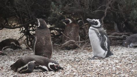 Penguin Behavior Videos, Download The BEST Free 4k Stock Video Footage & Penguin Behavior HD ...