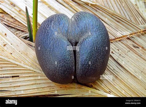 Coco De Mer Lodoicea Maldivica Coconut Largest Seed On Earth Fruit