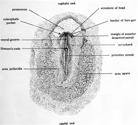 Book The Early Embryology Of The Chick 6 Embryology