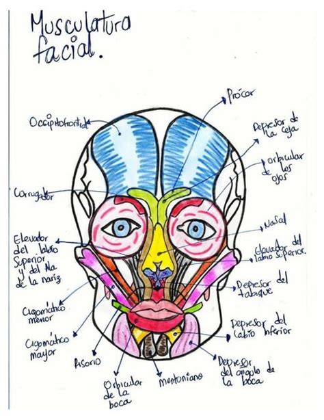Musculatura Facial Sheyla Maury UDocz