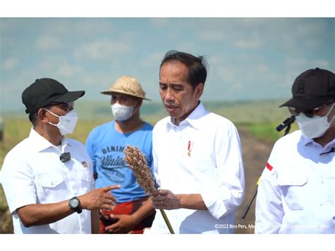 Hadapi Krisis Pangan Presiden Jokowi Tinjau Lahan Sorgum Di Ntt Opsi