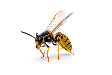 Yellow Jacket Control Prime Pest Solutions