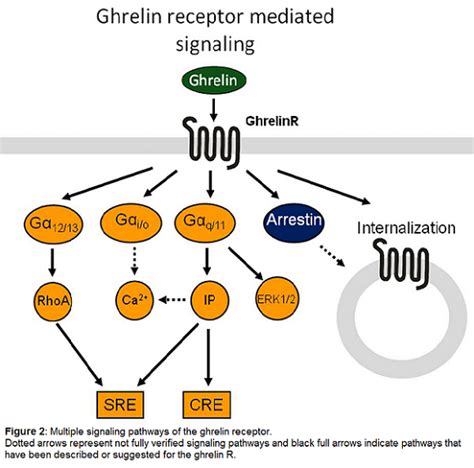 Ghrelin Receptor Introduction Bpsiuphar Guide To Pharmacology