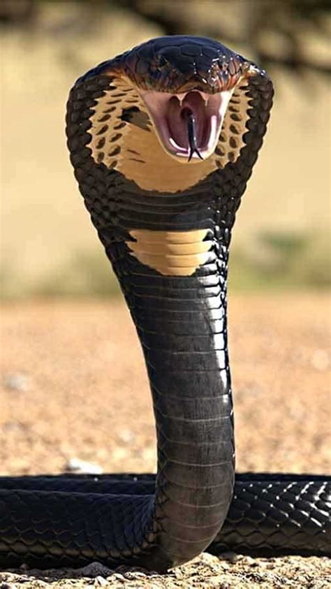 10 most venomous snakes found in India