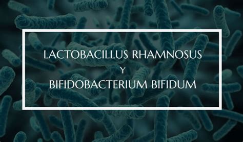 Todo Sobre Lactobacillus Rhamnosus Y El Bifidobacterium Bifidum