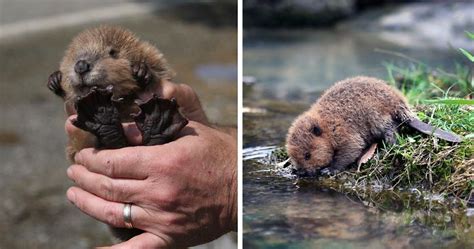 Newborn Baby Beaver