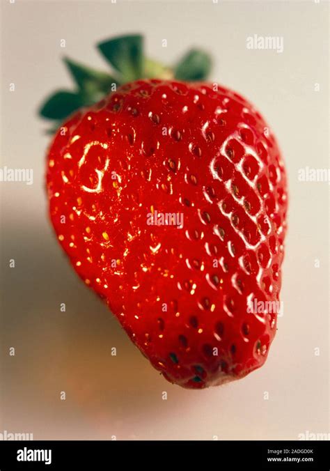 Strawberry. View of a ripe strawberry (Fragaria sp.). It is a false fruit, as the sweet fleshy ...