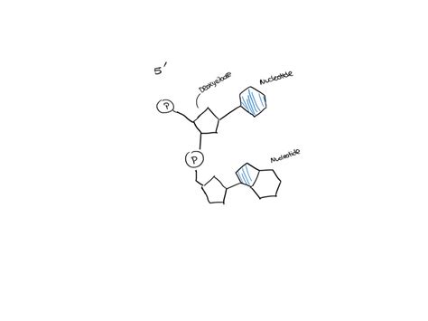 SOLVED: Using the simple shapes below, draw a simplified diagram of the ...