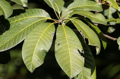 Leaves Of Jelutong Dyera Costulata Stock Image Image Of Plant