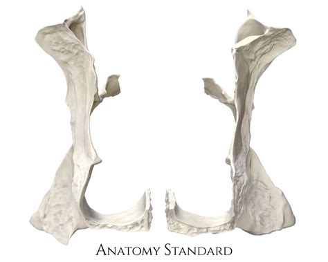 Anatomy Standard - Drawing Palatine bones: anterior view - no labels | AnatomyTOOL