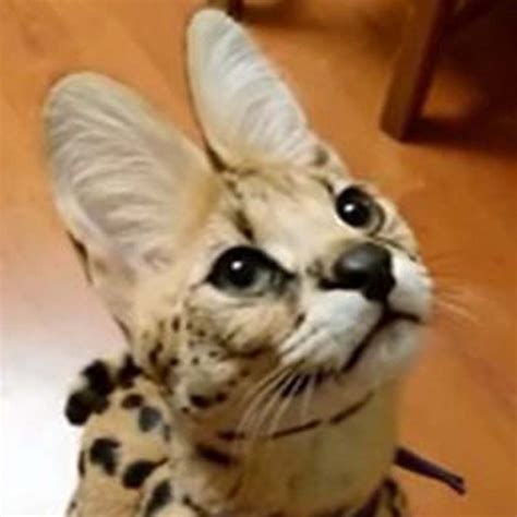 African Serval Is Having a Talk with Its Human Parent and Meows Its ...