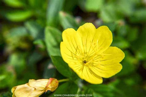 30 Weeds with Yellow Flowers: Common Lawn Weed Guide (2023) | CrabgrassLawn