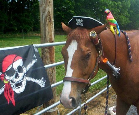 Arrrrrrr Its A Pirate Horse Complete With Parrot And Everything