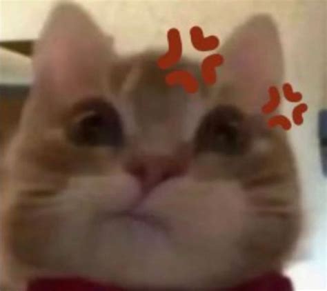 Ngay Dem The Series Meme Gato Gatitos Adorables Gatos Bonitos