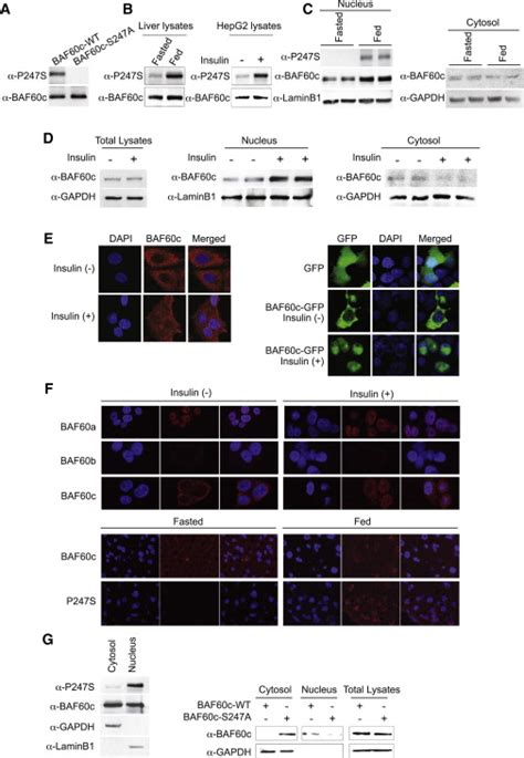 Phosphorylation And Recruitment Of Baf60c In Chromatin Remodeling For