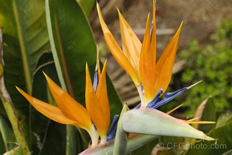 Strelitzia reginae photo at Pictures of Plants stock image library