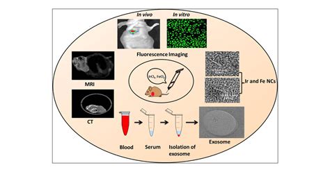 Real Time Multimodal Bioimaging Of Cancer Cells And Exosomes Through